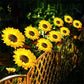 🔥Hot Sale🌻50K+ SOLD! 🎁✨Sunflower Solar Garden Stake Led Lights