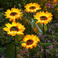 🔥Hot Sale🌻50K+ SOLD! 🎁✨Sunflower Solar Garden Stake Led Lights