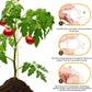 🗜️Clips for climbing plants – Plastic tomato ties and plant fasteners 🌱🍅