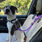 🐕‍🦺Last Day Special Price:£ 7.99!!!🔥2-in-1 Dog Car Seat Belt & Walking Leash🐶🚗
