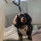 🐕‍🦺Last Day Special Price:£ 7.99!!!🔥2-in-1 Dog Car Seat Belt & Walking Leash🐶🚗