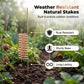 🔥Last Day Sale 50% OFF-Copper Spiral Antenna Plant Stakes🌻🌻