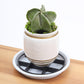 🎁2026 New Arrivals 50% OFF💥Root-Saving Pot Riser – elevates planters, promotes airflow, keeps floors clean – for indoor & outdoor use. 🔥🏠